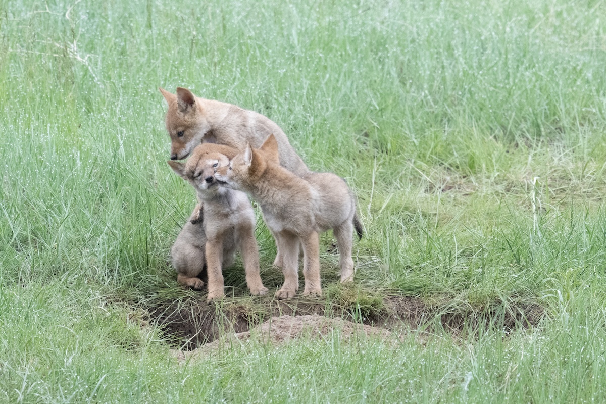 baby coyotes