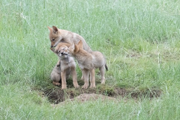baby coyotes