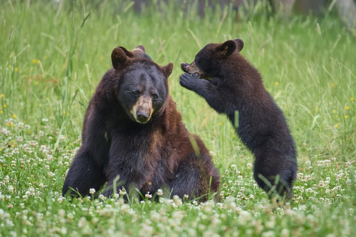 bear playing trail cam