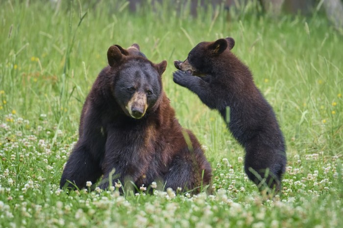 bear playing trail cam