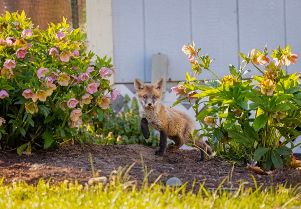baby foxes rescue