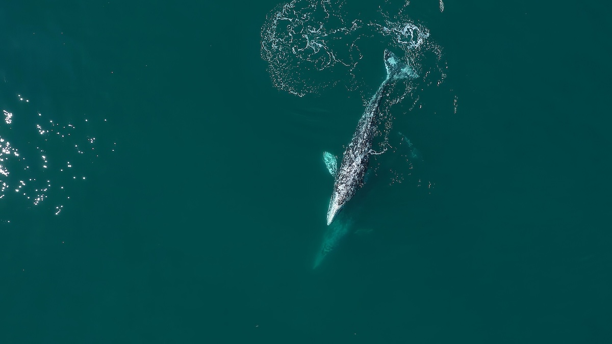 gray whale river willapa