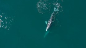 gray whale river willapa
