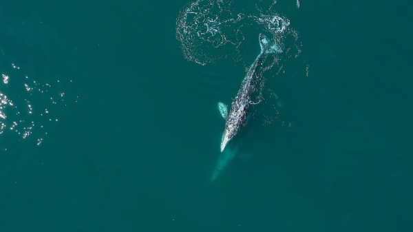 gray whale river willapa