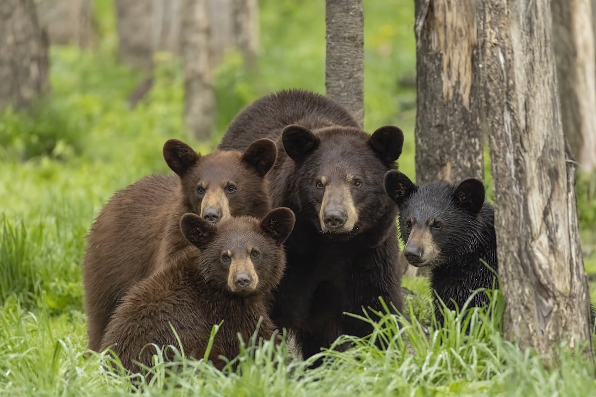 black bear cubs