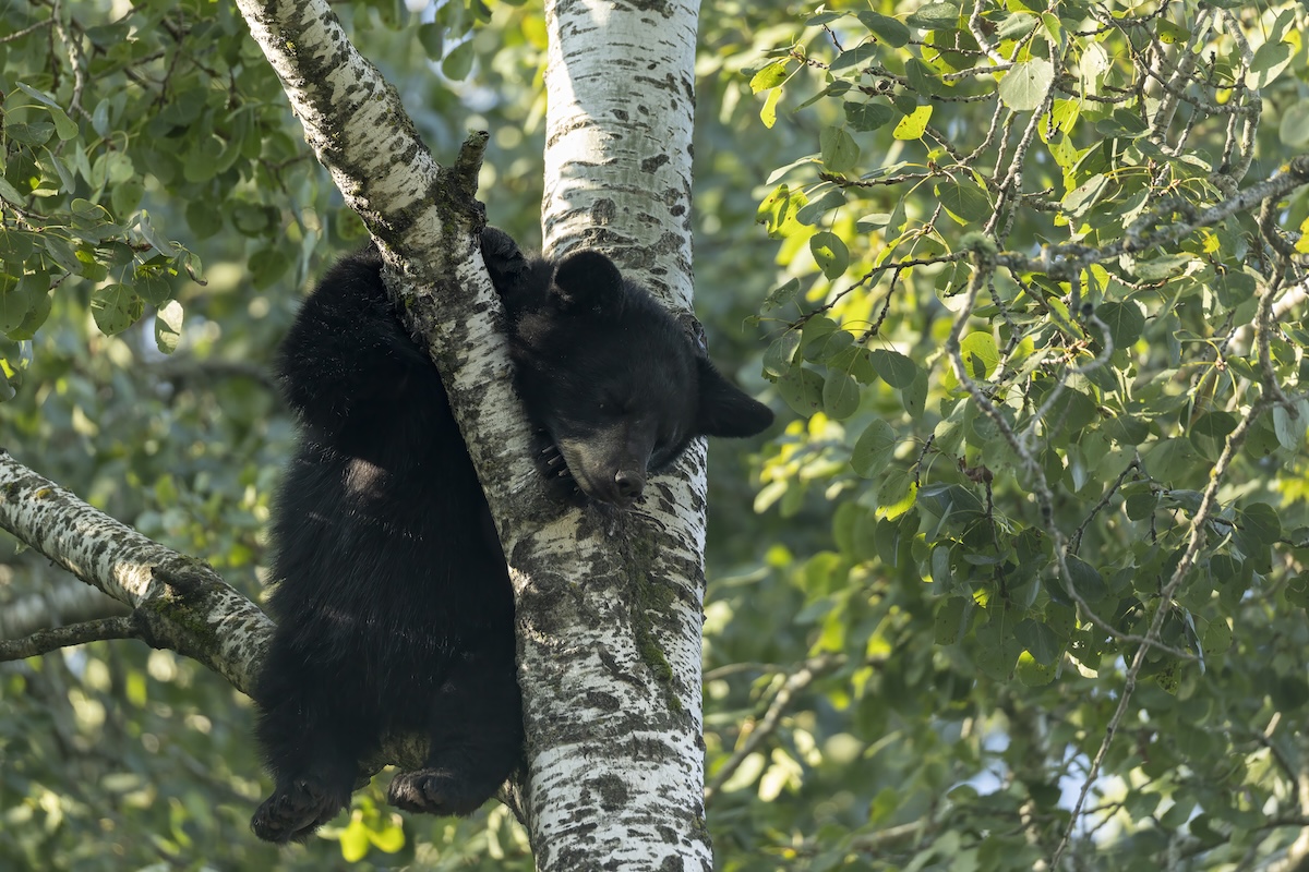 three-legged bear