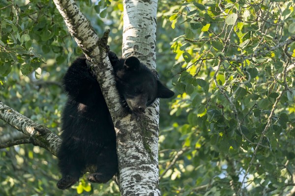 three-legged bear