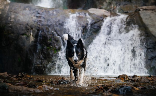dog rescue waterfall