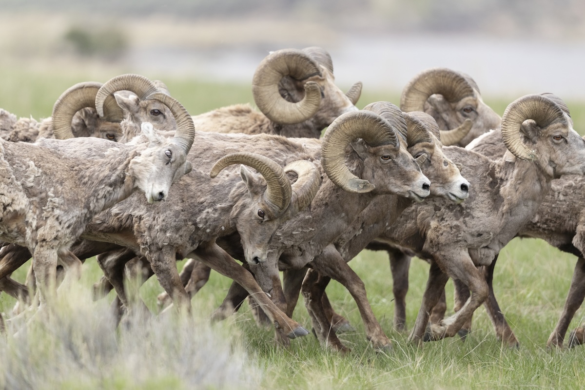 bighorn sheep rams fence road colorado