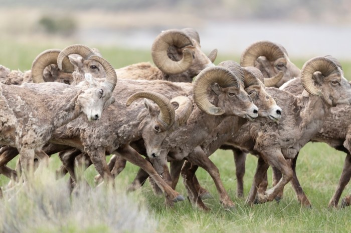 bighorn sheep rams fence road colorado