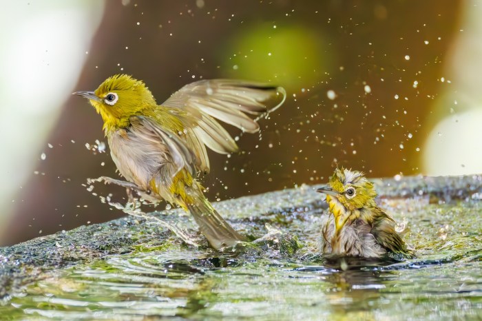 nwf photo contest winners
