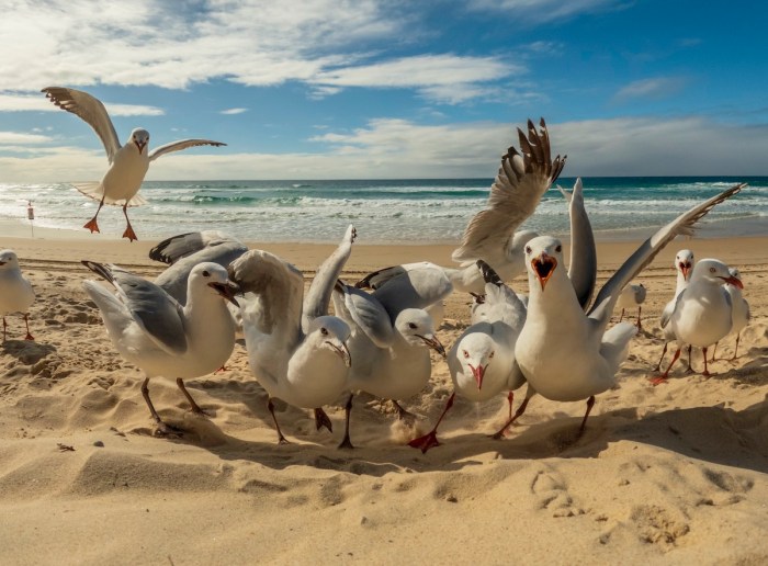 googly eyes gulls