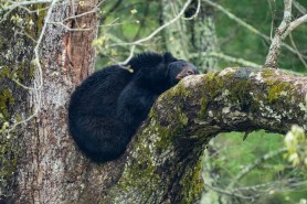 bear fell from tree tranquilized