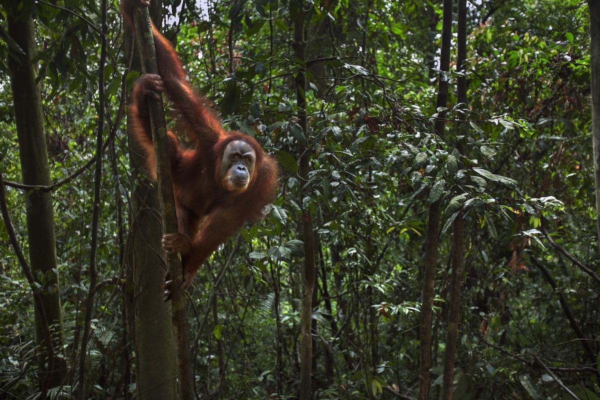 orangutan bridge