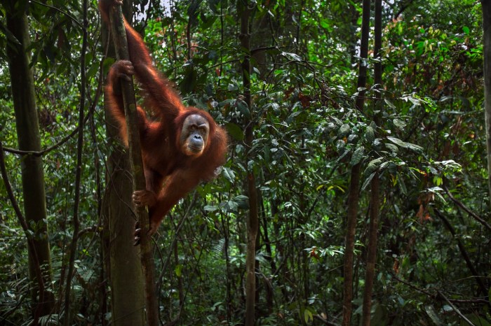 orangutan bridge