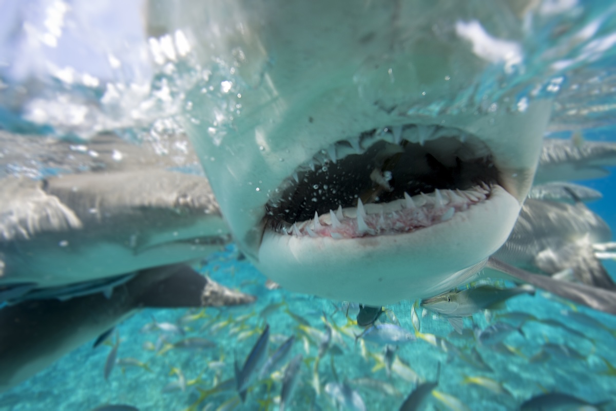 shark feeding frenzy video