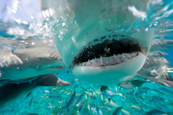 shark feeding frenzy video