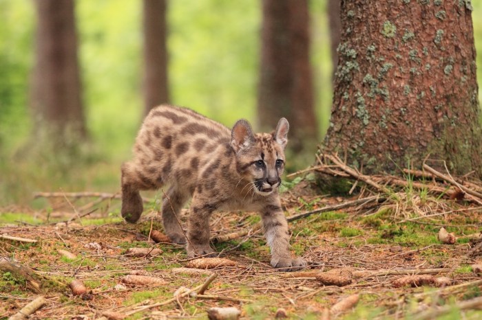 Puma kittens noises