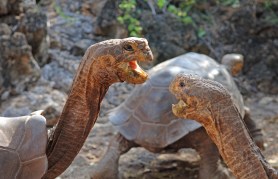 Galapagos tortoise fight