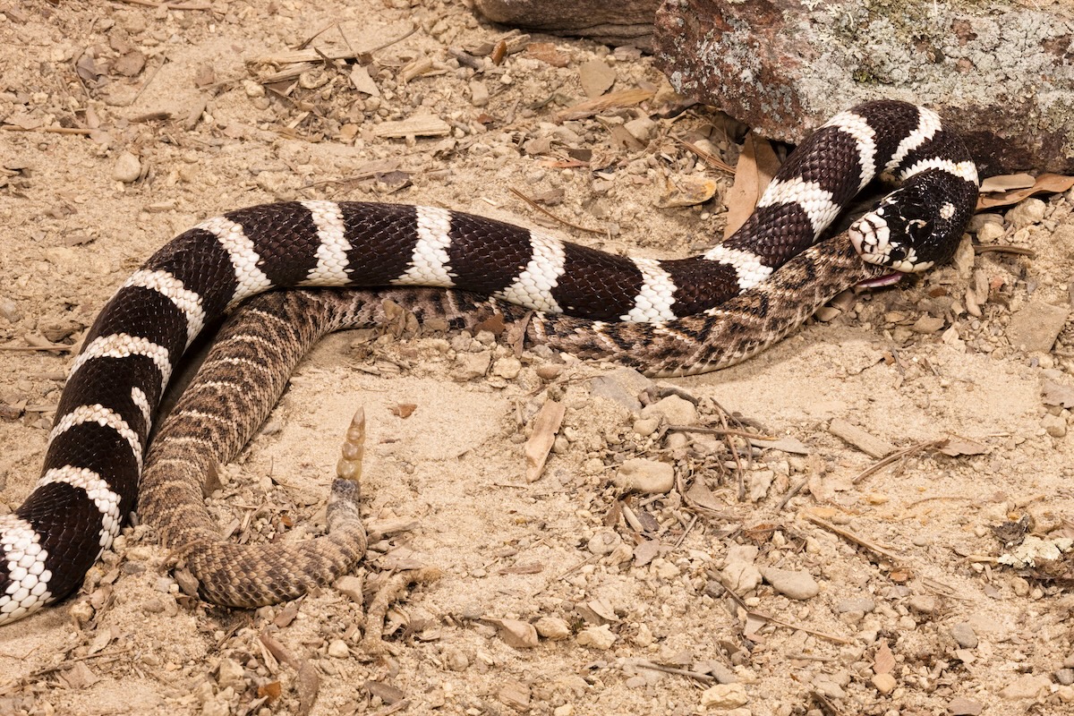 trail runners snake eating snake