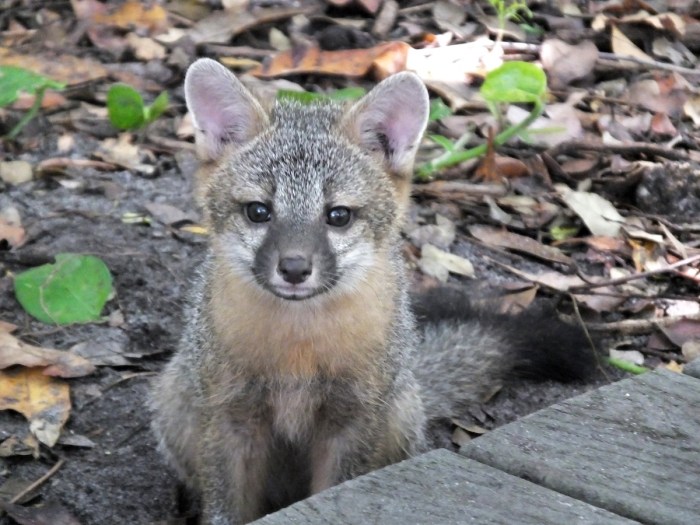 fox babies video