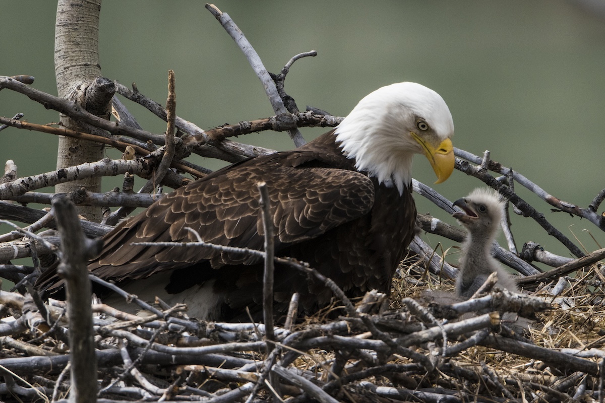 bald eagles chick