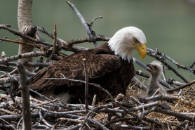 bald eagles chick