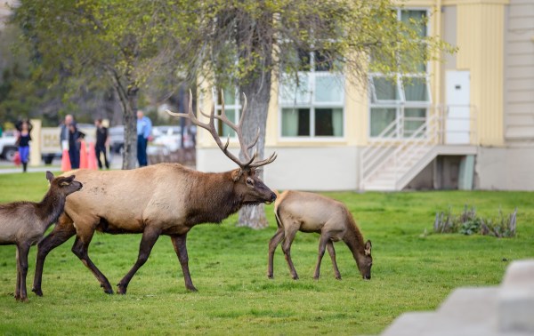 elk herd swim video