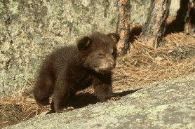 black bear cub rescue