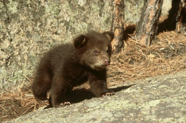 black bear cub rescue