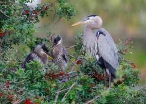 heron bald eagle