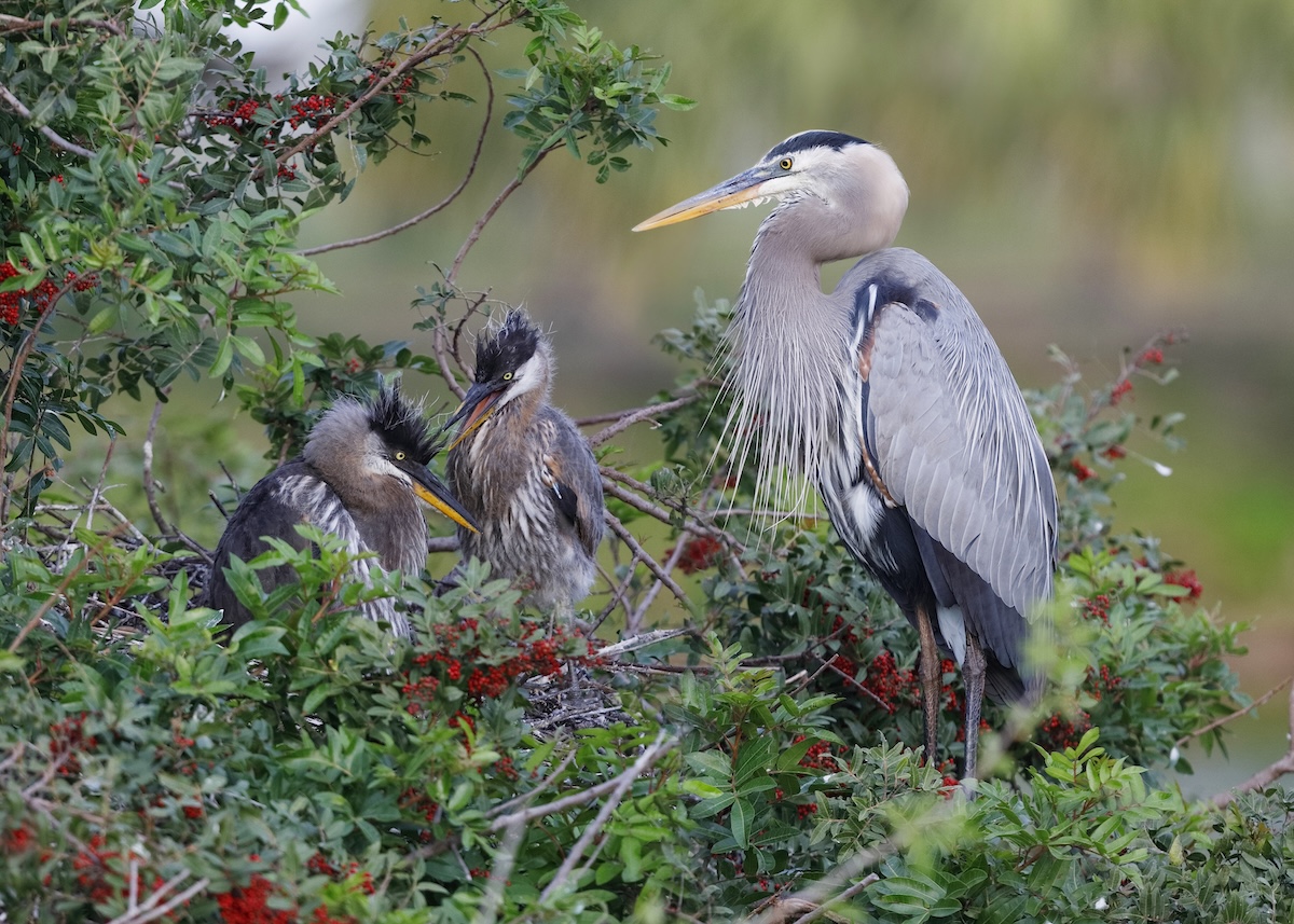 heron bald eagle