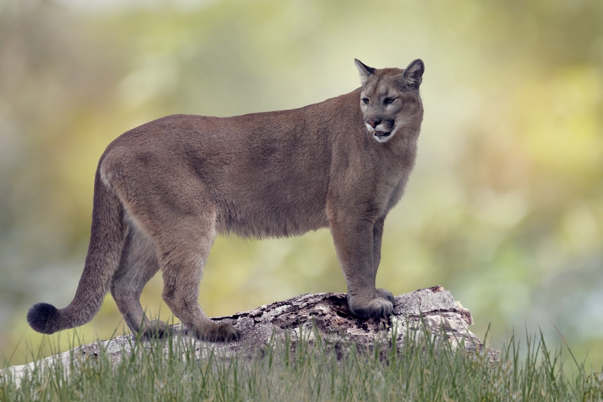 Florida panther caterwaul