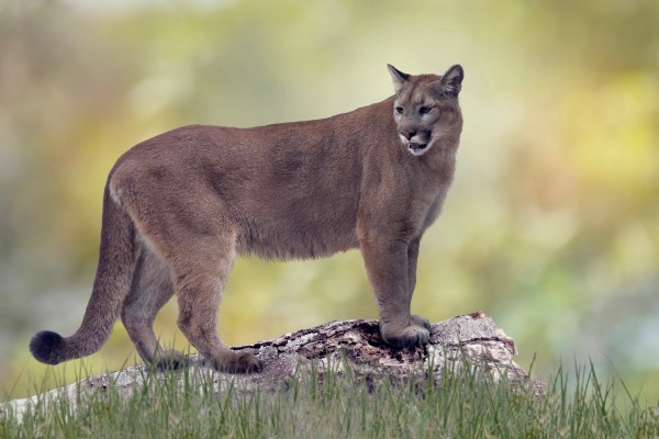Florida panther caterwaul