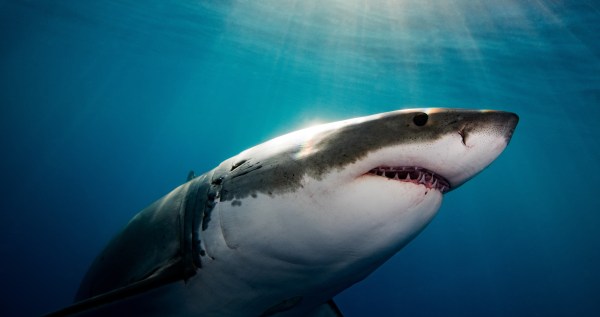 Insane Video Shows A Great White Shark Chasing A Foil Surfer