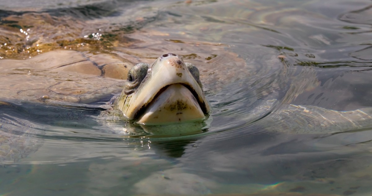 Lifeguard Rescued One Of The World's Rarest Sea Turtles