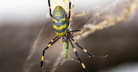 Massive Spiders From 2021 Are Making A Comeback