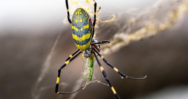 Massive Spiders From 2021 Are Making A Comeback