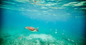 New Orleans Aquarium Successfully Saves 35 Kemp's Ridley Sea Turtles