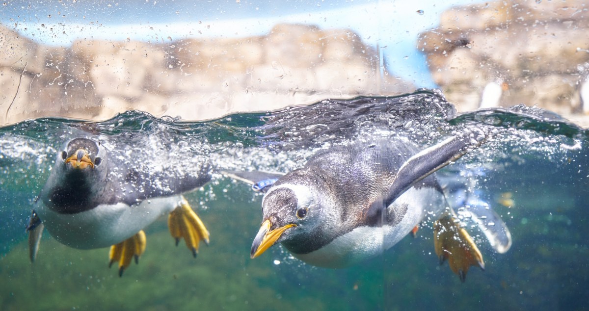 People Begin To Question If Animals Truly Are Better In Zoos After This Disturbing Pattern With Penguins Emerges