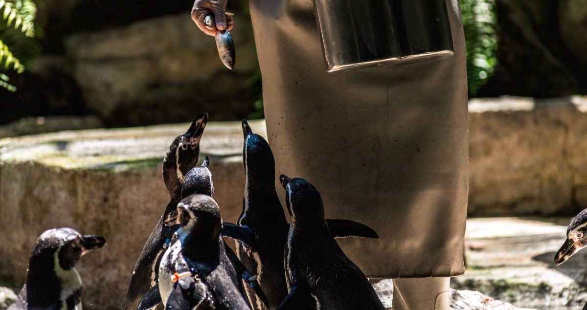 People Begin To Question If Animals Truly Are Better In Zoos After This Disturbing Pattern With Penguins Emerges