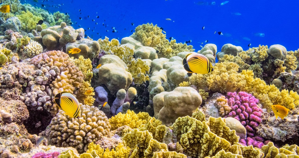 Scientists Discuss Tactics To Save Coral Reefs From Heat Waves