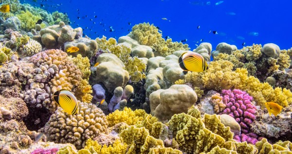 Scientists Discuss Tactics To Save Coral Reefs From Heat Waves