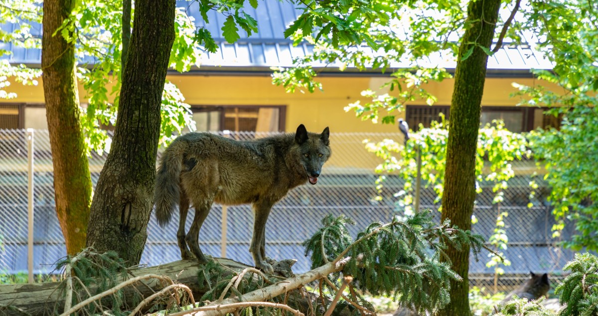 Toddler Is Injured After Sticking His Hand Into A Wolf Enclosure At Zoo