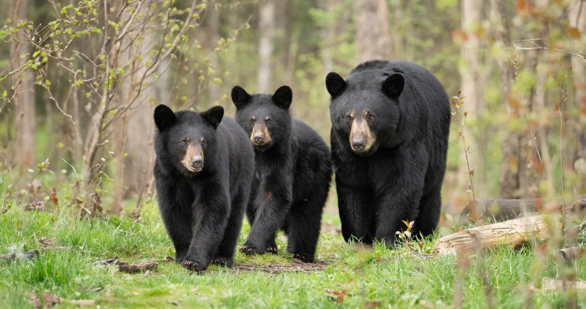 U.S. National Park Trails Close After Multiple Bear Sightings