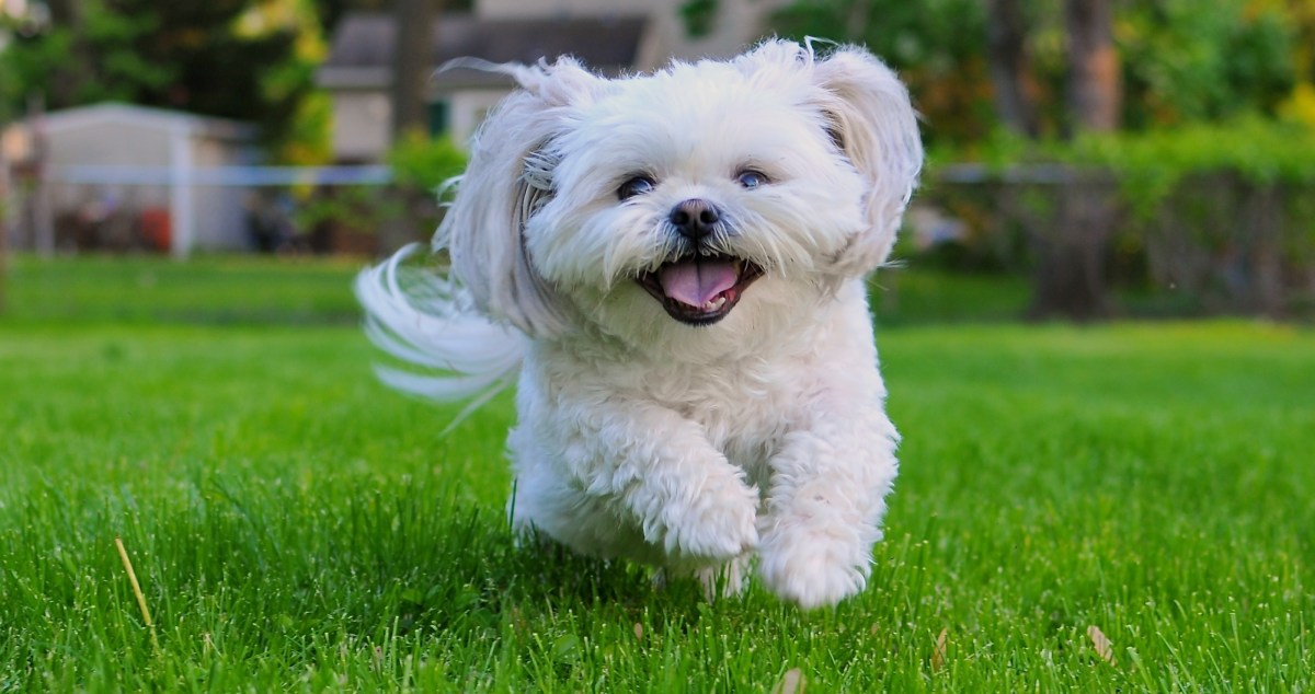 Viral Video Shows Senior Rescue Dog Living His Absolute Best Life