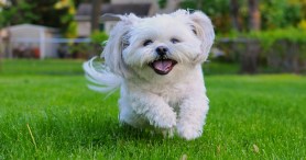 Viral Video Shows Senior Rescue Dog Living His Absolute Best Life