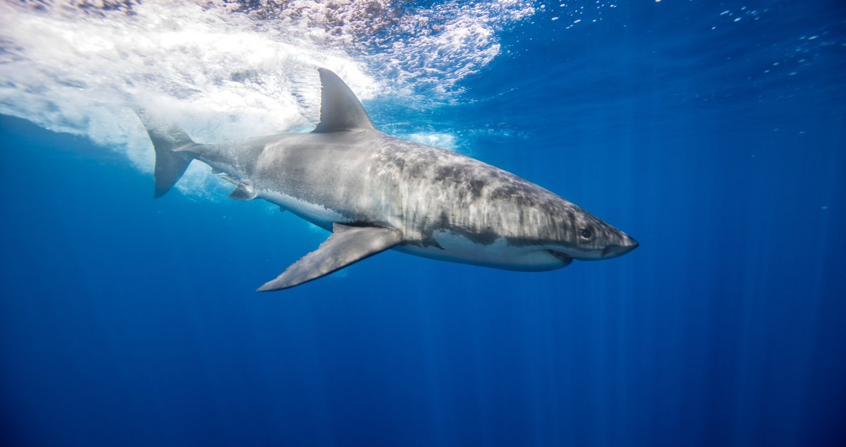 Warming Waters Are Causing Great White Sharks To Overheat