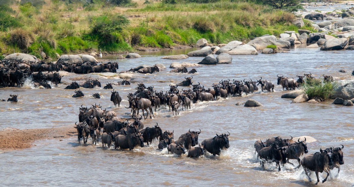 Wildlife Concerns Surge After Kenya Court Makes Their Ruling Over A Luxury Safari Camp