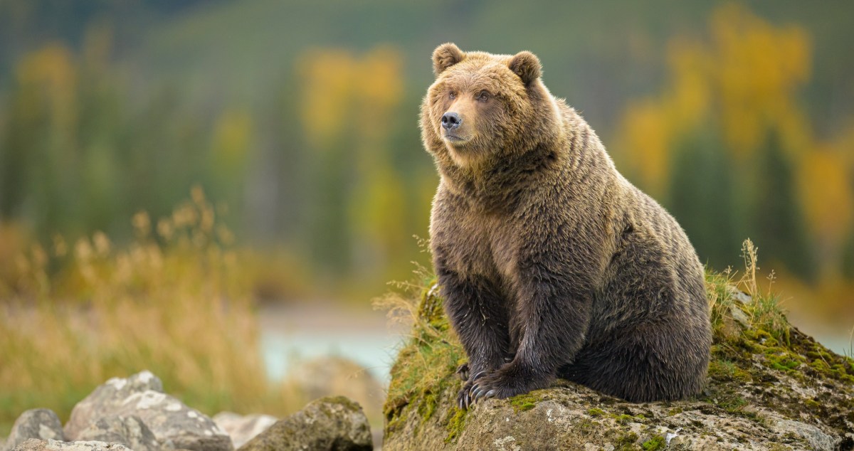 Bear Injured Hikers At Yellowstone National Park 